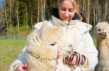 HELSINKI: Alpaca Walk Tour (VIP service)