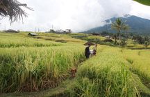 Munduk Highlights Tour - Private and Customizable 