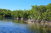Private Guided Mangrove Eco-Tour Adventure