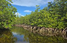 Private Guided Mangrove Eco-Tour Adventure