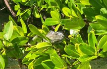 Private Guided Mangrove Eco-Tour Adventure