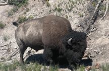 Yellowstone Bus Tour