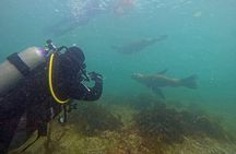 Private Diving Experience with Sea Lions in Punta Loma