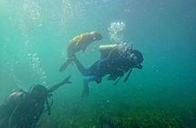 Private Diving Experience with Sea Lions in Punta Loma