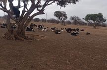Goat on Trees and Kasbah Tour with Pickup From Agadir