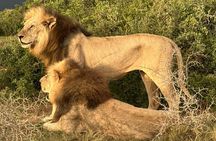 Big Five Safari at Schotia Private Game Reserve in Port Elizabeth