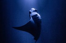 One Tank Manta Night Dive and Snorkel