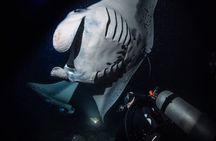 One Tank Manta Night Dive and Snorkel