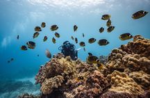 Two Tank Morning Reef Dive and Snorkel