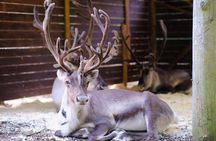 PRIVATE Authentic Reindeer Experience Helsinki 