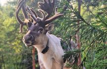 Authentic Reindeer Experience Near Helsinki (VIP)