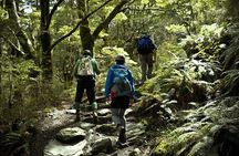 Rob Roy Glacier Guided Walk