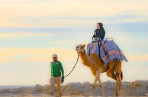 Sky Bike Free Camel Ride and Horseback Riding