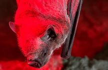 Cave, Bats and Boas Night Tour - Puerto Rico