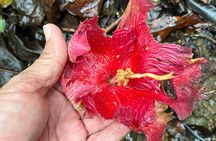Cave, Bats and Boas Night Tour - Puerto Rico