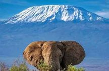 Day Tour To Amboseli National Park From Nairobi 