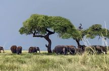 Day Tour To Amboseli National Park From Nairobi 