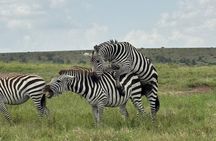 2 Days 1 Night Amboseli National Park Private Safari.