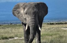 2 Days 1 Night Amboseli National Park Private Safari.