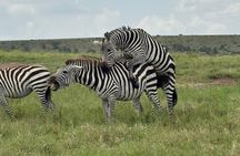 Day Tour To Amboseli National Park From Nairobi 