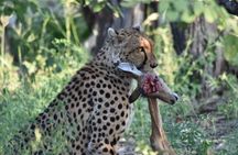 2 Day, 1 Night Khwai Camping Safari