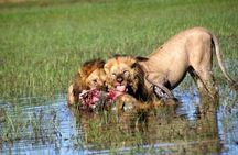 2 Day, 1 Night Khwai Camping Safari