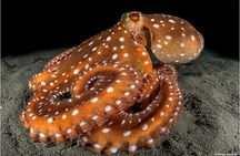 Double dive in the Punta Campanella Marine Protected Area