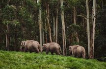5 Day Kerala Tour from Kochi with Houseboat Stay