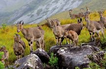 4 Days Private Kerala Tour from Kochi with Hotel Stay