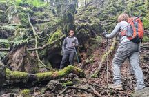 Tenerife: Hiking through Enchanted forest Above Masca with PICKUP