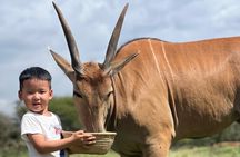 Serval Wildlife Safari, Materuni Waterfall Hike and Coffee Tour