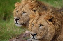3-Day Fly-In Safari to the Iconic Serengeti