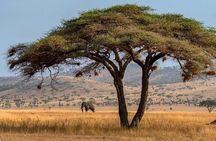 3-Day Fly-In Safari to the Iconic Serengeti
