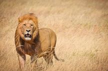 Four Days Trip to Tarangire Serengeti Ngorongoro Crater