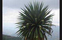 Private Half Day Bird Watching Experience