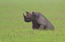 4 Days Private Arusha Safari Tour