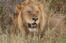 1 Full-Day Safari Adventure in Tarangire National Park