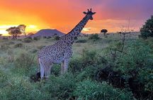 4 Days Private Arusha Safari Tour
