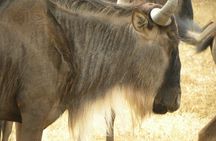 Epic 1 Day Trip to Ngorongoro Crater with Expert Safari Guide
