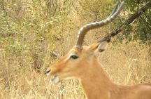 Epic 1 Day Trip to Ngorongoro Crater with Expert Safari Guide