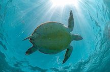 Half-day Tour Sea Turtles Encounter in Akumal Bay 