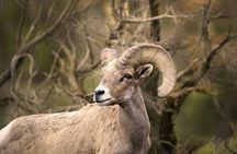 The Premier Naturalist Tours in Phoenix and Tucson