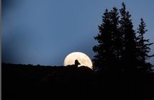 The Premier Naturalist Tours in Phoenix and Tucson