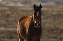 The Premier Naturalist Tours in Phoenix and Tucson