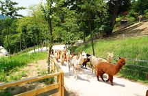 Nami Island/Alpaca/Rail Bike/Petite France/Morning Calm Tour