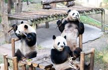 Chongqing Private Tour Pandas City Must See Hot Pot All in one