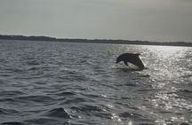 Dolphin cruise in Santa Rosa Beach