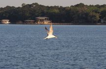 Dolphin cruise on the Choctawhatchee Bay