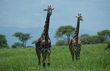 1 Full-Day Safari Adventure in Tarangire National Park