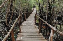 Zanzibar :Jozani Forest ,and Sea Turtles Sanctuary tour 